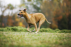 running Rhodesian Ridgeback