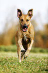 running Rhodesian Ridgeback