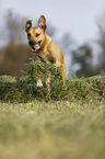 jumping Rhodesian Ridgeback