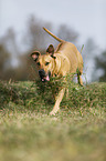 running Rhodesian Ridgeback