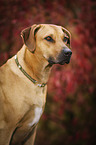 Rhodesian Ridgeback Portrait