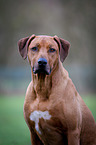 Rhodesian Ridgeback Portrait