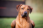 Rhodesian Ridgeback Portrait