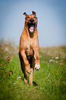 running Rhodesian Ridgeback