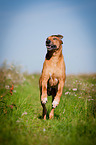 running Rhodesian Ridgeback