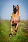 running Rhodesian Ridgeback