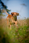 running Rhodesian Ridgeback