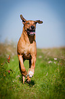 running Rhodesian Ridgeback