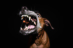 Rhodesian Ridgeback Portrait