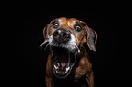 Rhodesian Ridgeback Portrait