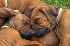 sleeping Ridgeback Puppies