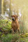 sitting Rhodesian RIdgeback