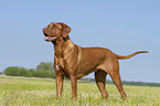 standing Rhodesian RIdgeback