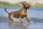 running Rhodesian RIdgeback