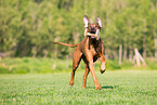 running Rhodesian Ridgeback