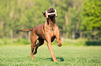 running Rhodesian Ridgeback