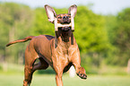 running Rhodesian Ridgeback