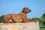 lying Rhodesian Ridgeback