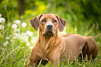 lying Rhodesian Ridgeback