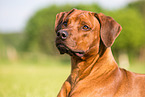 Rhodesian Ridgeback Portrait