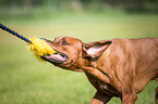 Rhodesian Ridgeback Portrait