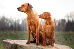 2 Rhodesian Ridgebacks