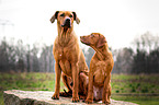 2 Rhodesian Ridgebacks