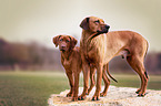 2 Rhodesian Ridgebacks