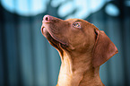 young Rhodesian Ridgeback