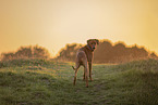 adult Rhodesian Ridgeback