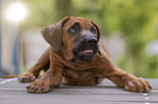 lying Rhodesian Ridgeback