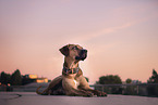 lying Rhodesian Ridgeback