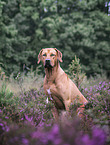 sitting Rhodesian Ridgeback