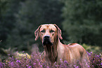 Rhodesian Ridgeback portrait