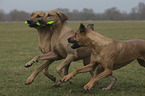 running Rhodesian Ridgebacks