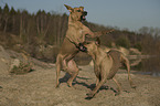 playing Rhodesian Ridgebacks