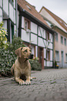 lying Rhodesian Ridgeback