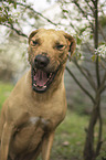 Rhodesian Ridgeback