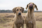 2 Rhodesian Ridgebacks