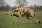 playing Rhodesian Ridgebacks