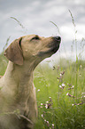 Rhodesian Ridgeback portrait