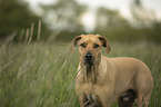 standing Rhodesian Ridgeback