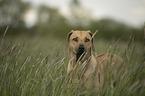 Rhodesian Ridgeback