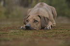 lying Rhodesian Ridgeback