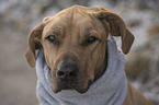 Rhodesian Ridgeback portrait