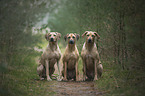 sitting Rhodesian Ridgebacks