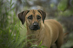 Rhodesian Ridgeback