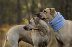 2 Rhodesian Ridgebacks