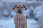 Rhodesian Ridgeback portrait