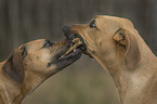 playing Rhodesian Ridgebacks